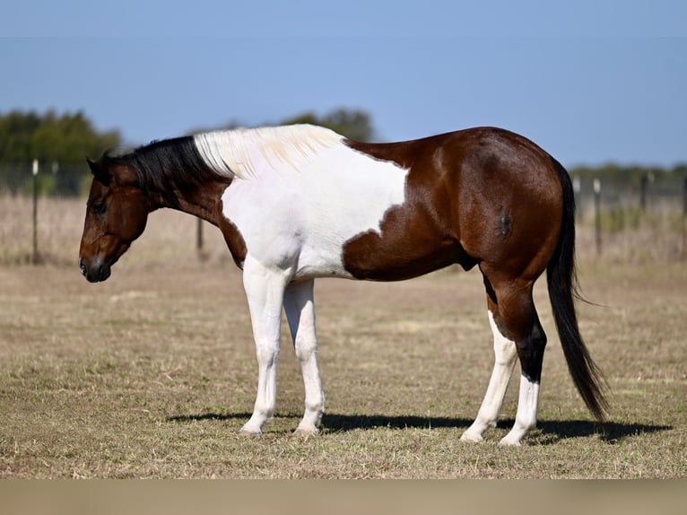 Paint-häst Valack 7 år 160 cm Pinto in Waco