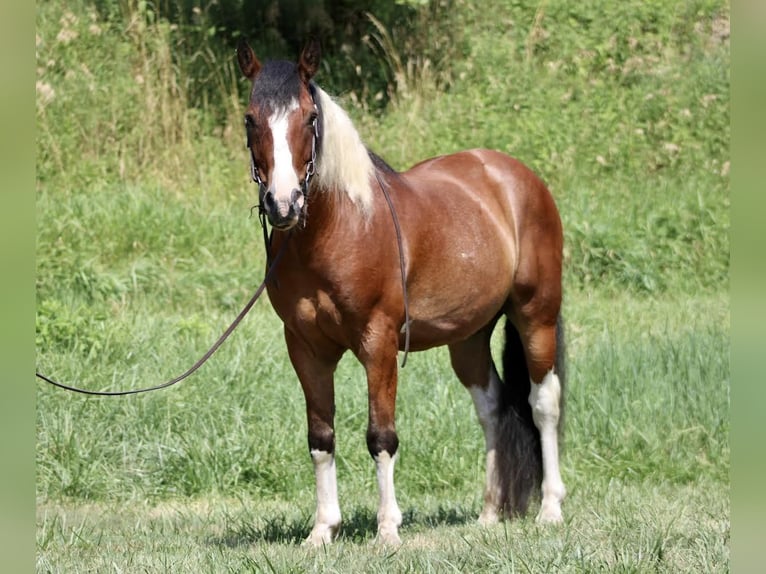 Paint-häst Blandning Valack 7 år 160 cm in Shelocta, PA