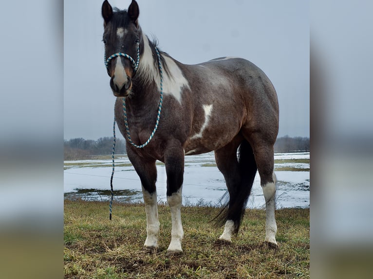 Paint-häst Valack 7 år 168 cm Konstantskimmel in Joy