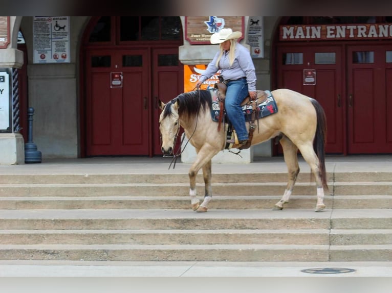 Paint-häst Valack 7 år Gulbrun in Stephenville, TX