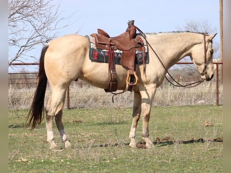 Paint-häst Valack 7 år Gulbrun in Stephenville, TX