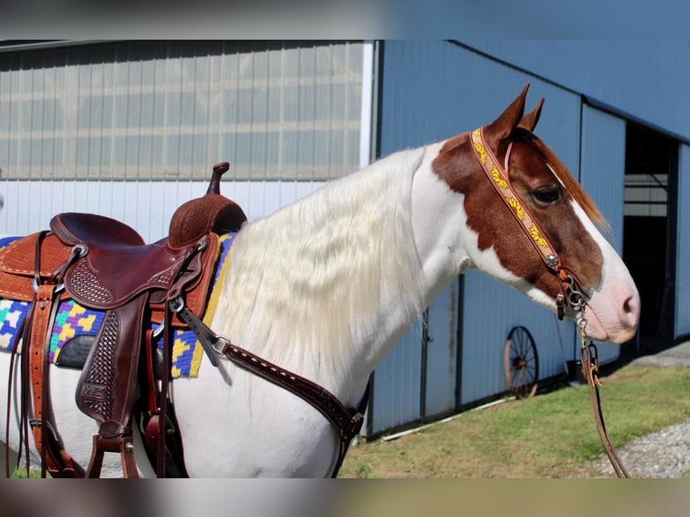 Paint-häst Blandning Valack 7 år in Allentown, NJ