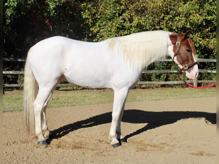 Paint-häst Blandning Valack 7 år in Allentown, NJ
