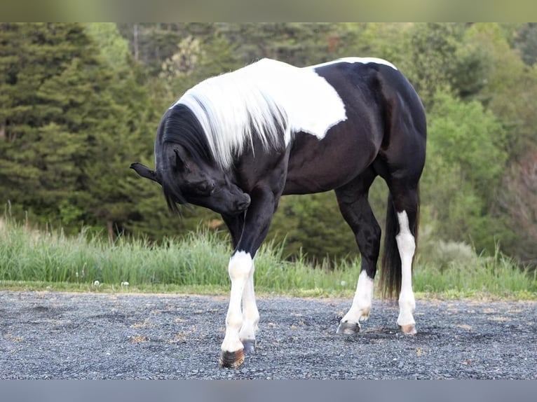 Paint-häst Blandning Valack 7 år in Millerstown, PA
