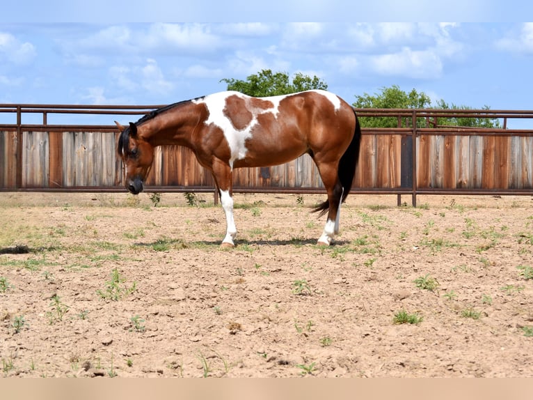 Paint-häst Valack 8 år 142 cm Pinto in Killeen