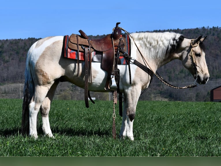 Paint-häst Blandning Valack 8 år 145 cm Pinto in Rebersburg