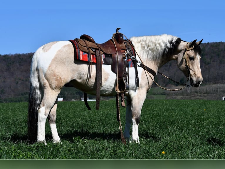 Paint-häst Blandning Valack 8 år 145 cm Pinto in Rebersburg
