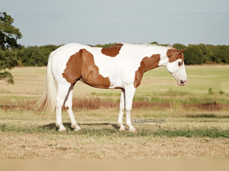 Paint-häst Valack 8 år 147 cm in Addison, TX