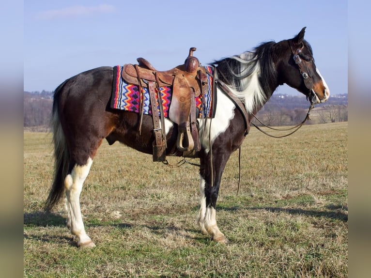 Paint-häst Blandning Valack 8 år 147 cm in Millersburg, OH