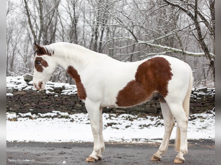 Paint-häst Valack 8 år 150 cm Tobiano-skäck-alla-färger in Everette Pa