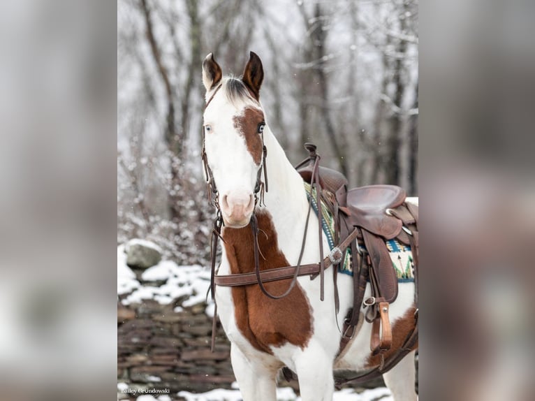 Paint-häst Valack 8 år 150 cm Tobiano-skäck-alla-färger in Everette Pa
