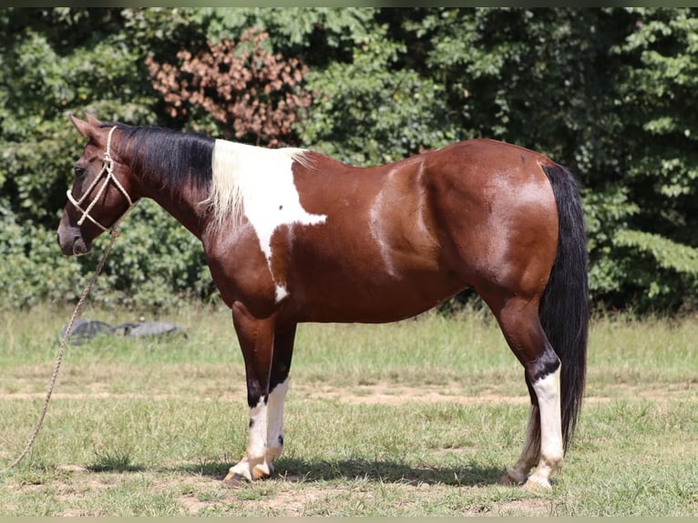 Paint-häst Valack 8 år 150 cm Tobiano-skäck-alla-färger in Santa Fe TN