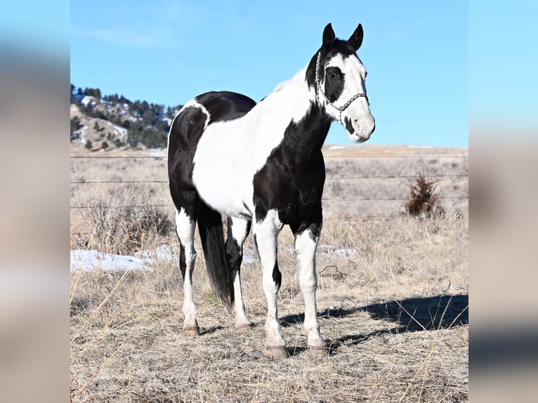 Paint-häst Valack 8 år 152 cm Pinto in Chadron