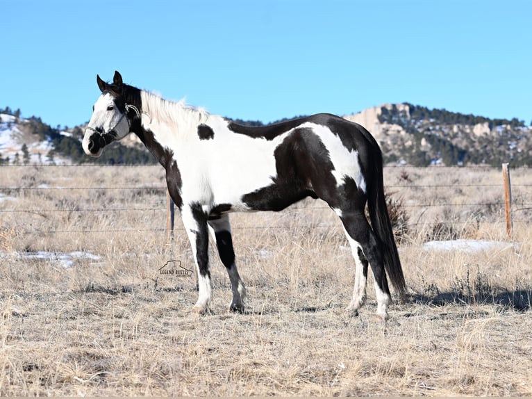 Paint-häst Valack 8 år 152 cm Pinto in Chadron