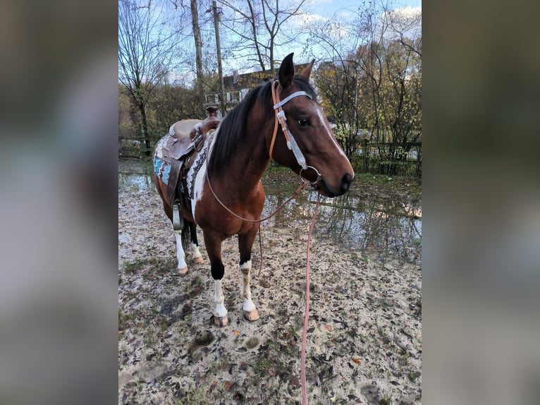Paint-häst Valack 8 år 152 cm Tobiano-skäck-alla-färger in Reichshof
