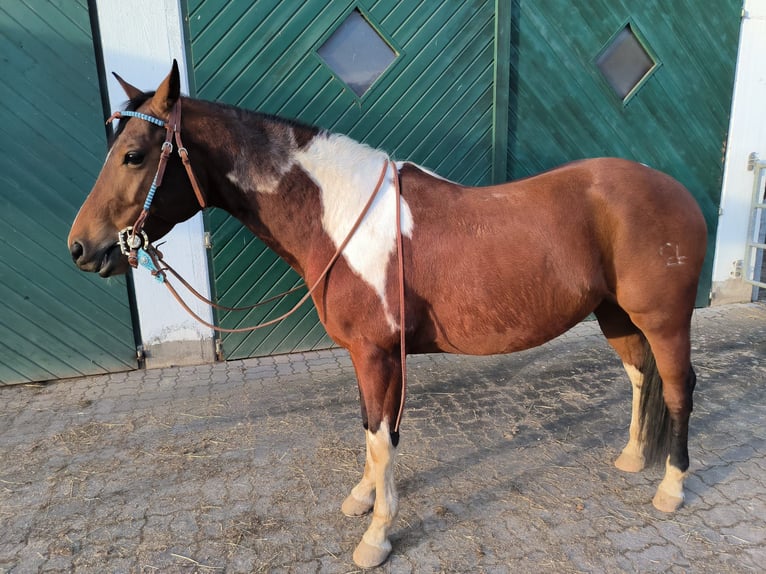 Paint-häst Valack 8 år 152 cm Tobiano-skäck-alla-färger in Reichshof