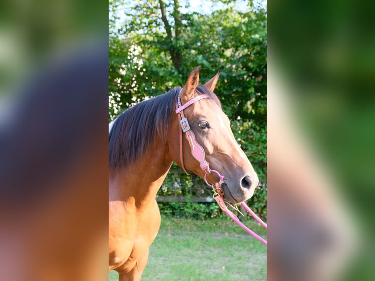 Paint-häst Valack 8 år 152 cm Tobiano-skäck-alla-färger in Reichshof