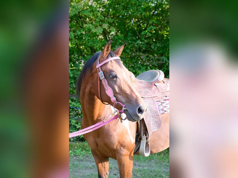 Paint-häst Valack 8 år 152 cm Tobiano-skäck-alla-färger in Reichshof