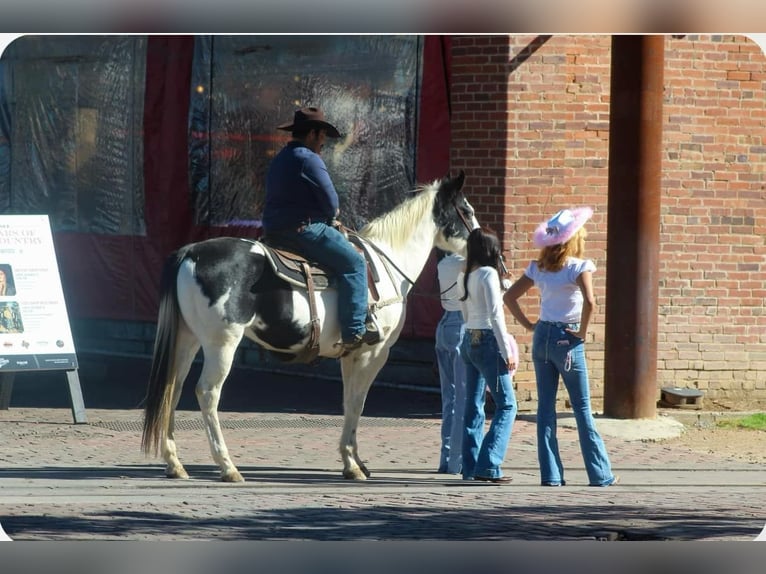 Paint-häst Valack 8 år 152 cm Tobiano-skäck-alla-färger in Stephenville TX