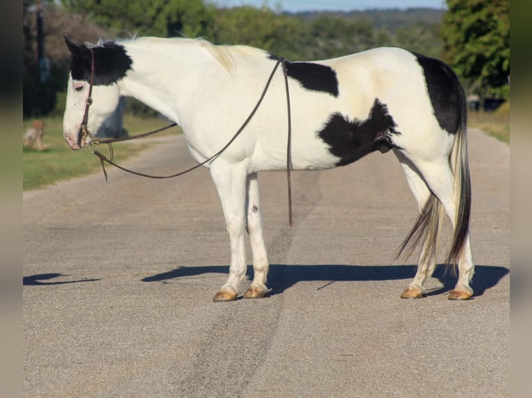 Paint-häst Valack 8 år 152 cm Tobiano-skäck-alla-färger in Stephenville TX