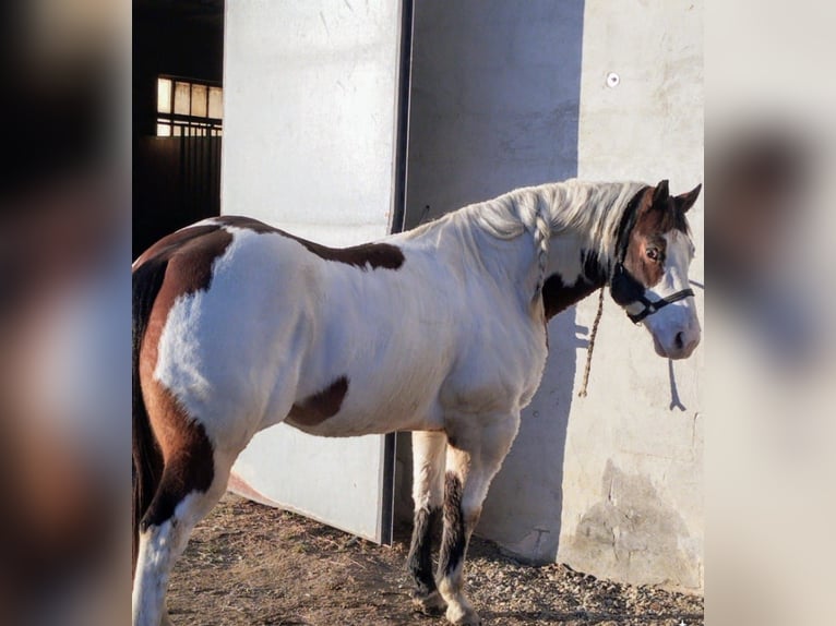 Paint-häst Valack 8 år 153 cm Overo-skäck-alla-färger in Saluzzo