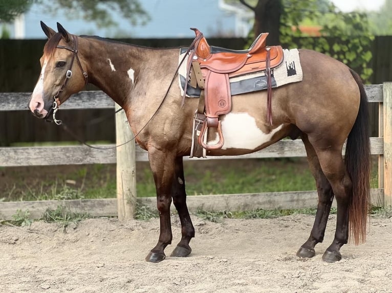 Paint-häst Valack 8 år 155 cm Gulbrun in Hilliard, OH