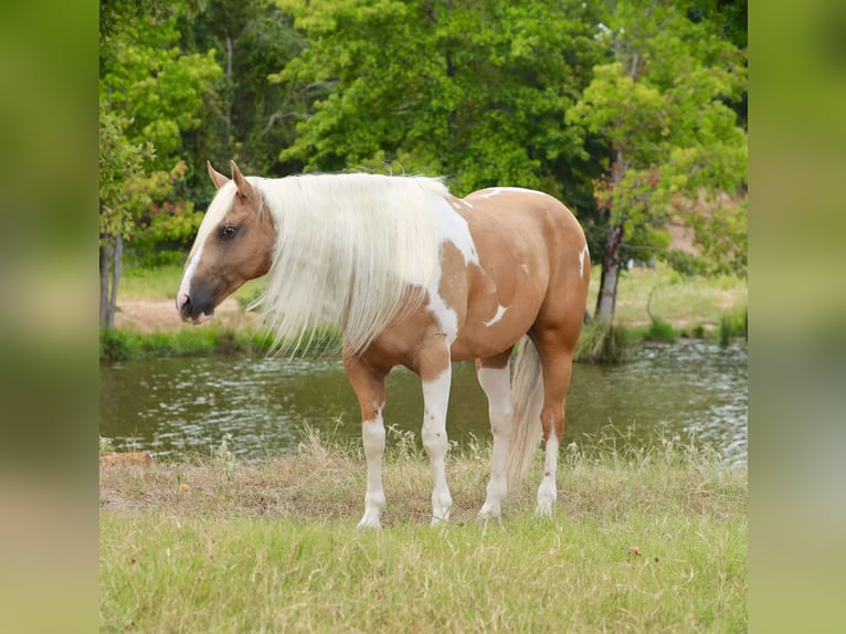 Paint-häst Valack 8 år 155 cm Pinto in Grand Saline