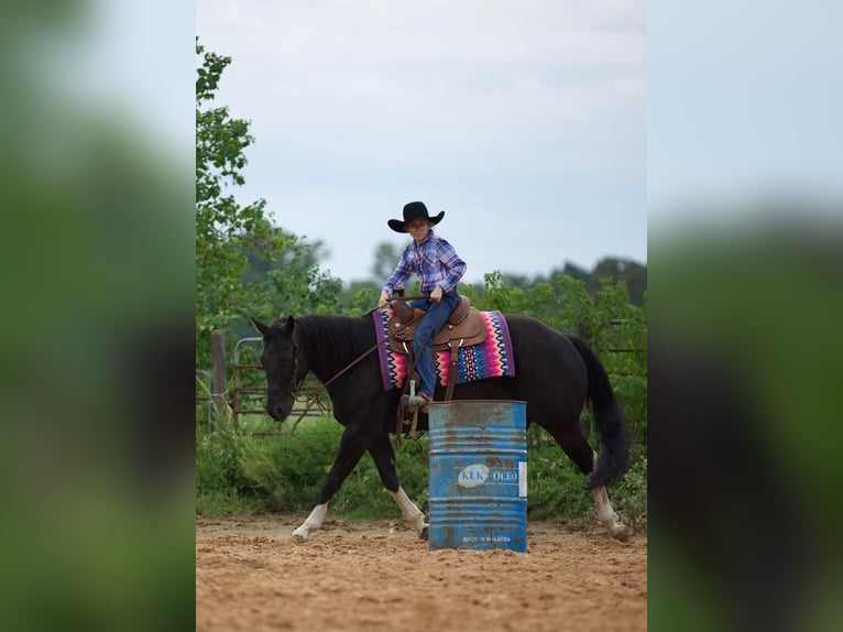 Paint-häst Valack 8 år 155 cm Svart in Huntsville
