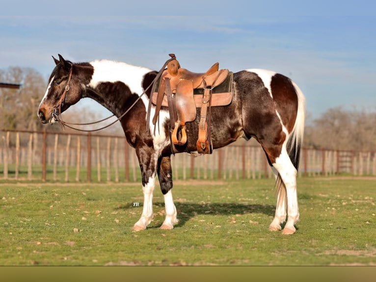 Paint-häst Valack 8 år 155 cm Tobiano-skäck-alla-färger in weatherford TX