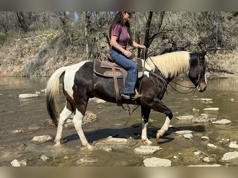 Paint-häst Valack 8 år 155 cm Tobiano-skäck-alla-färger in weatherford TX