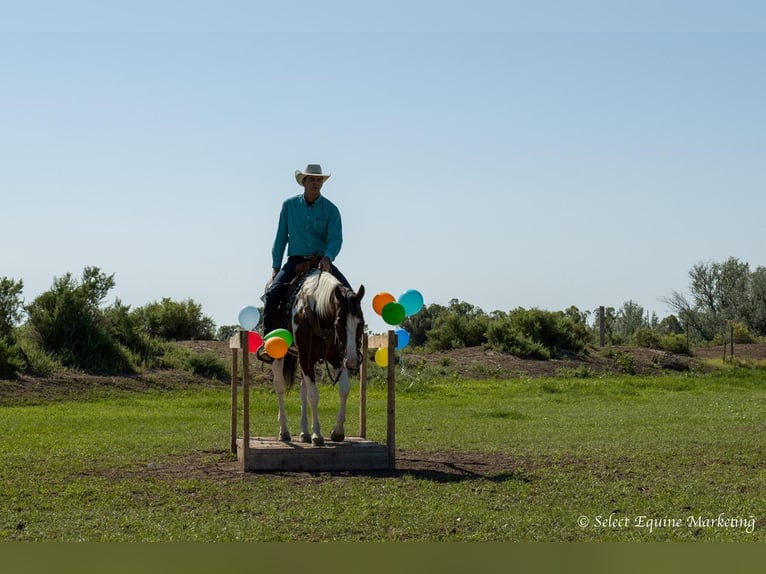 Paint-häst Valack 8 år 160 cm in Bridger, MT