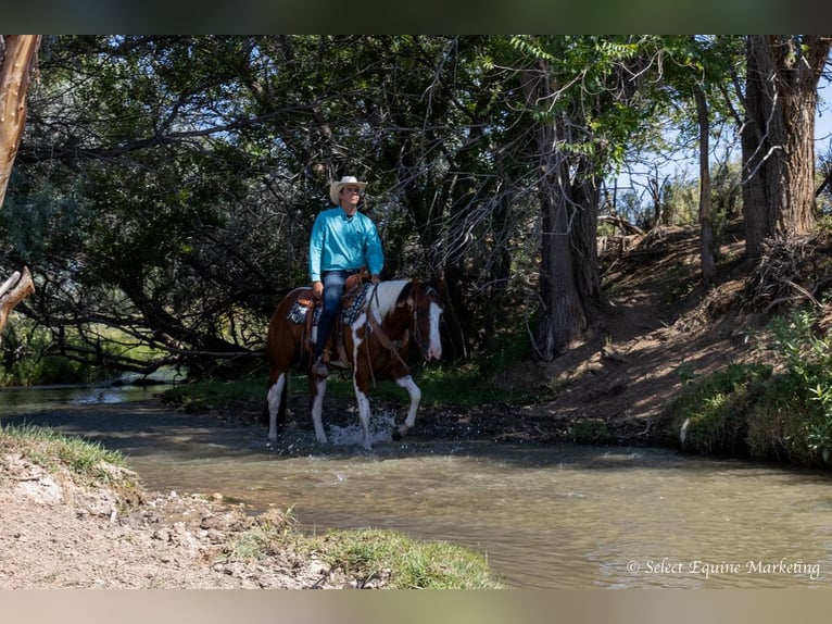 Paint-häst Valack 8 år 160 cm in Bridger, MT