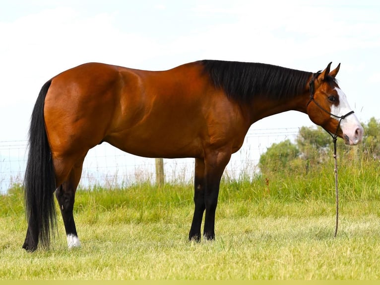 Paint-häst Valack 8 år 163 cm Brun in Hamilton, MT