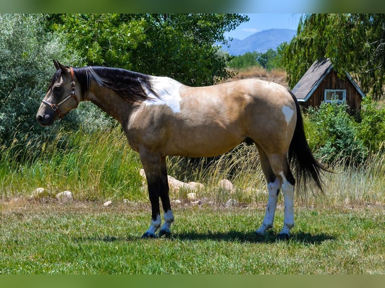 Paint-häst Valack 8 år 163 cm Gulbrun in Fort Collins, CO