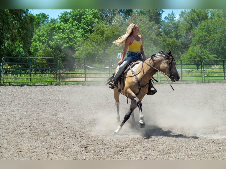 Paint-häst Valack 8 år 163 cm Gulbrun in Fort Collins, CO