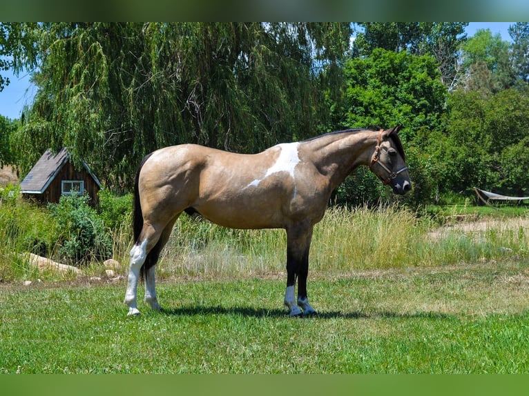 Paint-häst Valack 8 år 163 cm Gulbrun in Fort Collins, CO