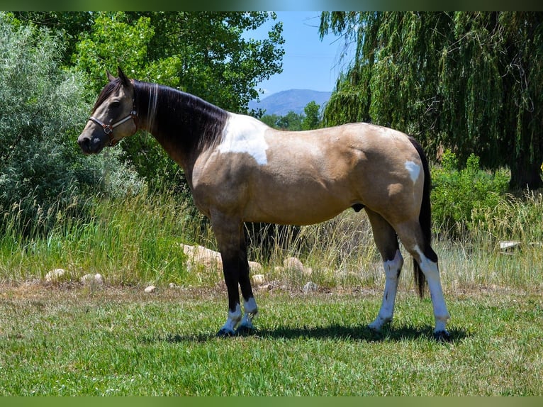 Paint-häst Valack 8 år 163 cm Gulbrun in Fort Collins, CO