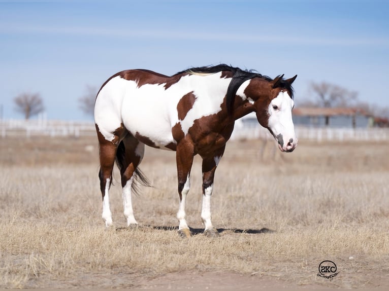 Paint-häst Valack 8 år Brun in Canyon, TX