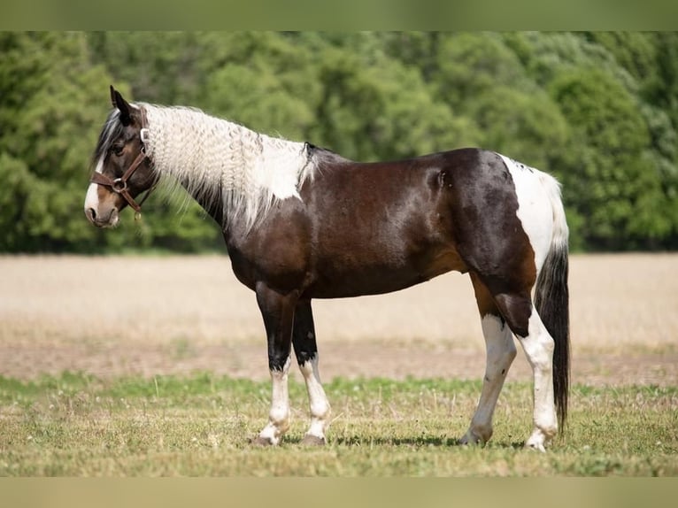 Paint-häst Valack 8 år Pinto in Boyceville, WI