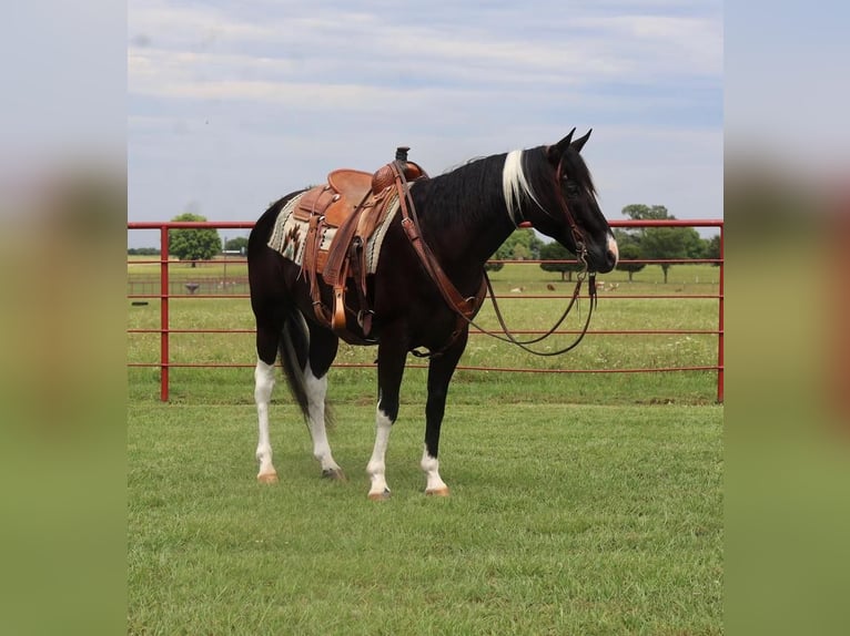 Paint-häst Valack 8 år in Grand Saline, TX