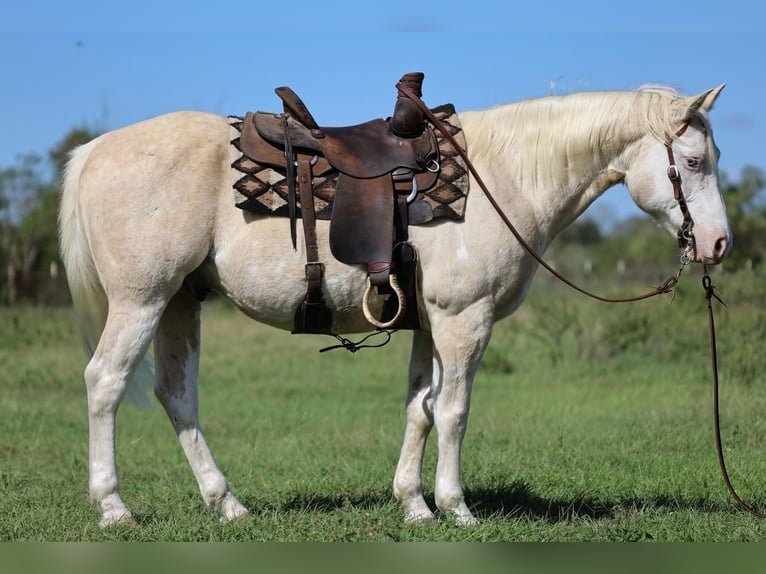 Paint-häst Valack 9 år 147 cm Palomino in Dalton