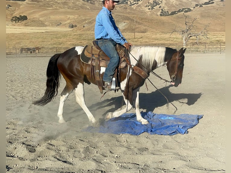 Paint-häst Valack 9 år 147 cm Tobiano-skäck-alla-färger in Paicines, CA