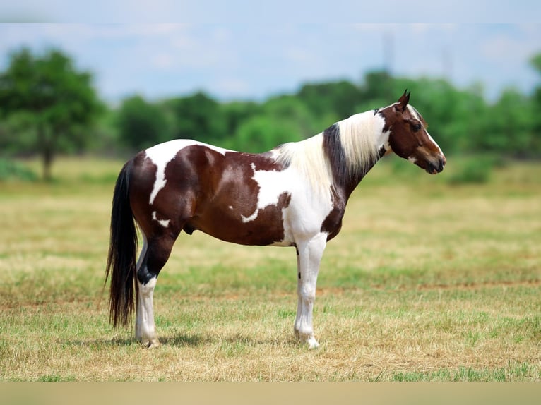 Paint-häst Valack 9 år 147 cm Tobiano-skäck-alla-färger in Stephenville TX