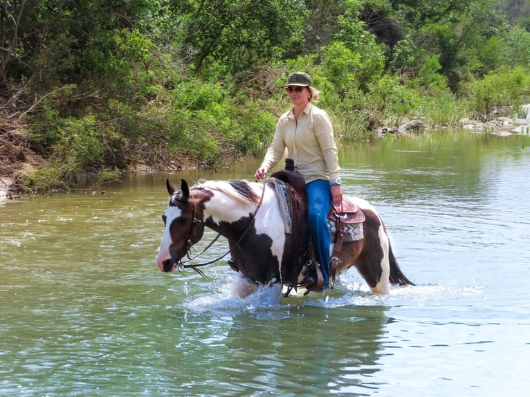 Paint-häst Valack 9 år 147 cm Tobiano-skäck-alla-färger in Stephenville TX