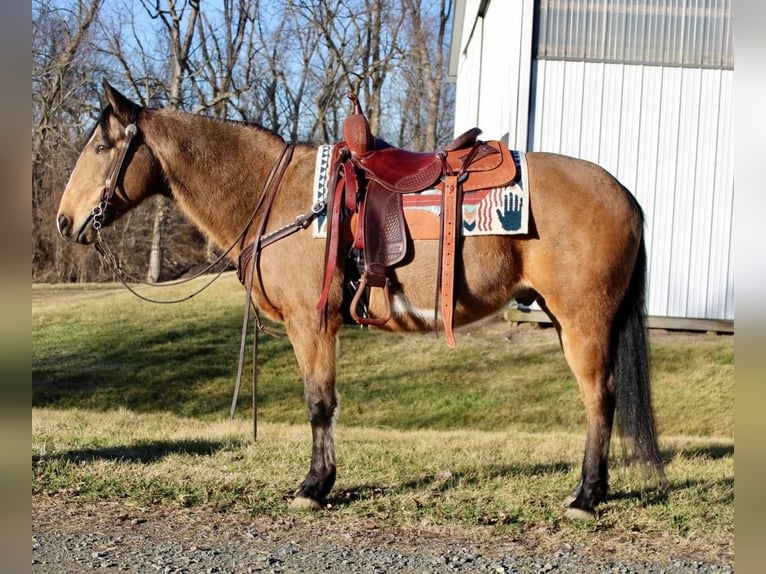 Paint-häst Valack 9 år 152 cm Gulbrun in Allentown, NJ