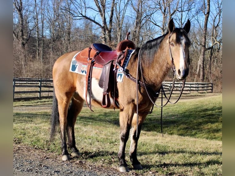 Paint-häst Valack 9 år 152 cm Gulbrun in Allentown, NJ