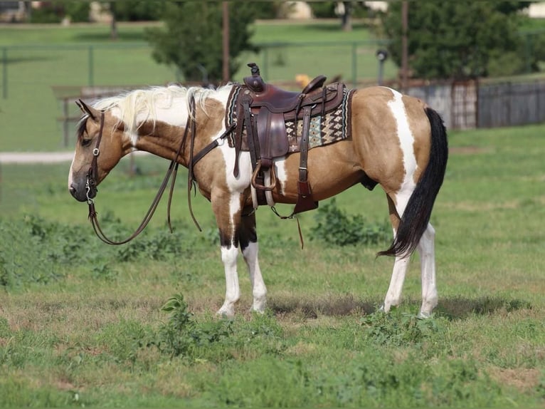 Paint-häst Valack 9 år 152 cm in Joshua, TX