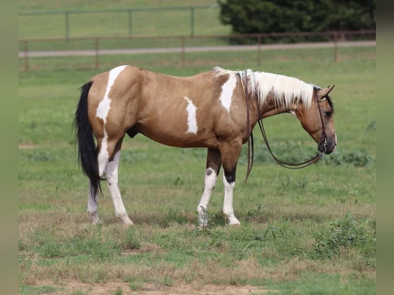 Paint-häst Valack 9 år 152 cm in Joshua, TX