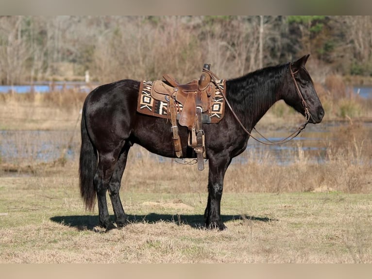 Paint-häst Valack 9 år 152 cm Svart in Carthage, TX