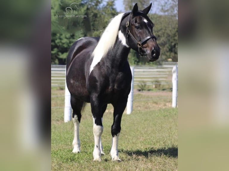 Paint-häst Valack 9 år 152 cm Tobiano-skäck-alla-färger in Liberty, NC